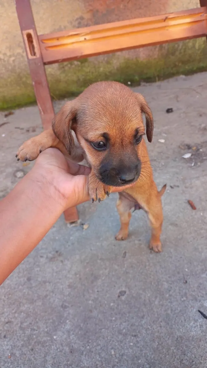 Cachorro ra a SRD-ViraLata idade Abaixo de 2 meses nome João Lucas