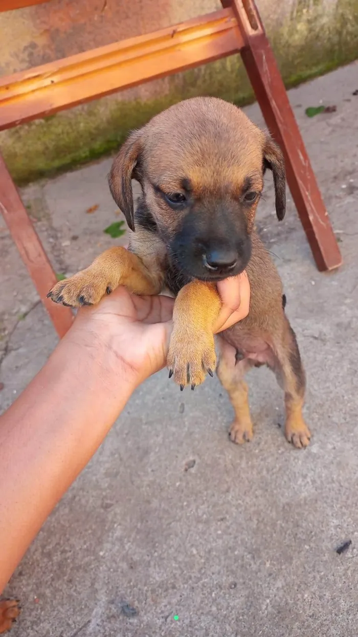 Cachorro ra a SRD-ViraLata idade Abaixo de 2 meses nome João Gabriel 