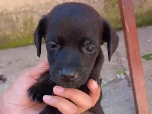 Cachorro raça SRD-ViraLata idade Abaixo de 2 meses nome Maria Vitória 
