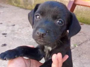 Cachorro raça SRD-ViraLata idade Abaixo de 2 meses nome Maria Flor