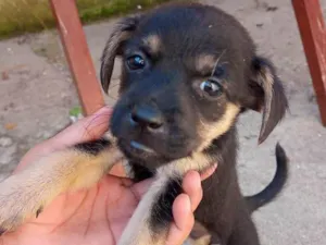 Cachorro raça SRD-ViraLata idade Abaixo de 2 meses nome Maria Luz