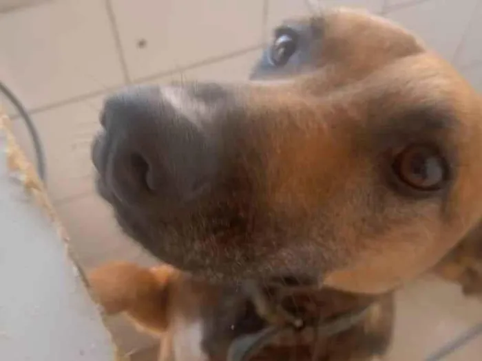 Cachorro ra a Vira-latas  idade 2 anos nome Yoshy 