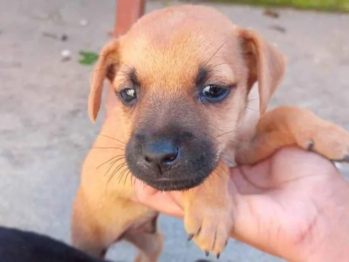 Cachorro ra a SRD-ViraLata idade Abaixo de 2 meses nome Joao Vitor 
