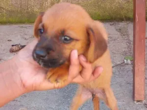 Cachorro raça SRD-ViraLata idade Abaixo de 2 meses nome Joao Pedro 