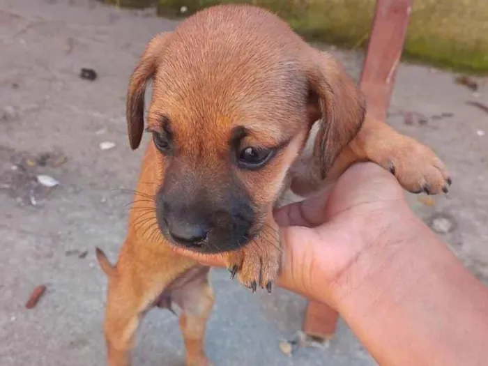 Cachorro ra a SRD-ViraLata idade Abaixo de 2 meses nome João Lucas