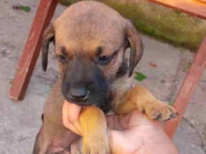 Cachorro raça SRD-ViraLata idade Abaixo de 2 meses nome João Gabriel 