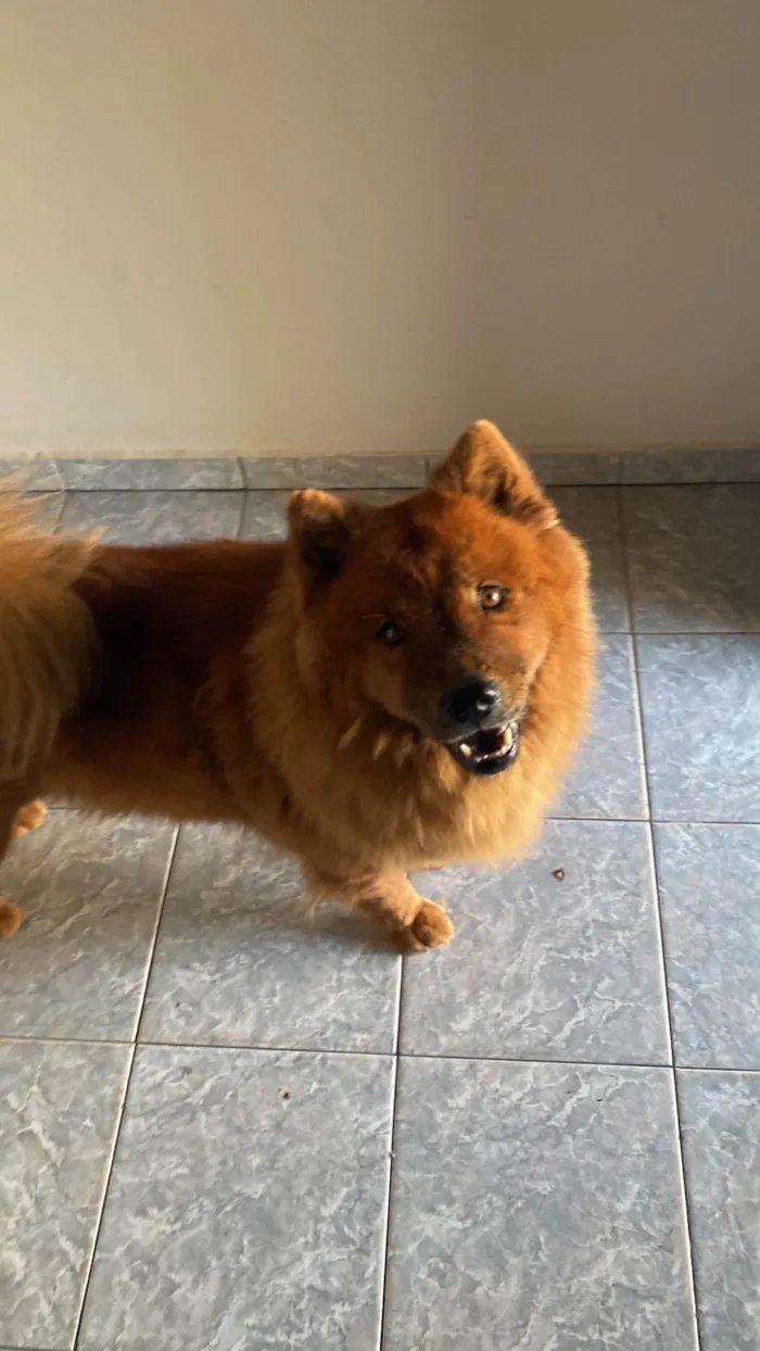 Cachorro ra a Chow Chow idade 7 a 11 meses nome Luna