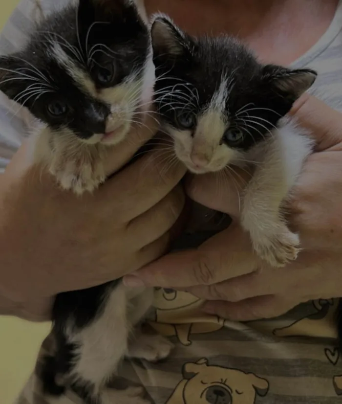 Gato ra a SRD-ViraLata idade Abaixo de 2 meses nome Não tem nome 