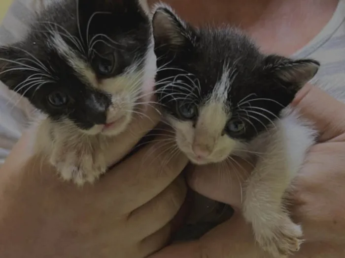 Gato ra a SRD-ViraLata idade Abaixo de 2 meses nome Não tem nome 