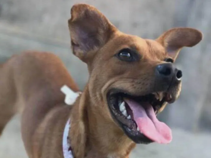 Cachorro ra a Sem raça definida  idade 2 anos nome Bela