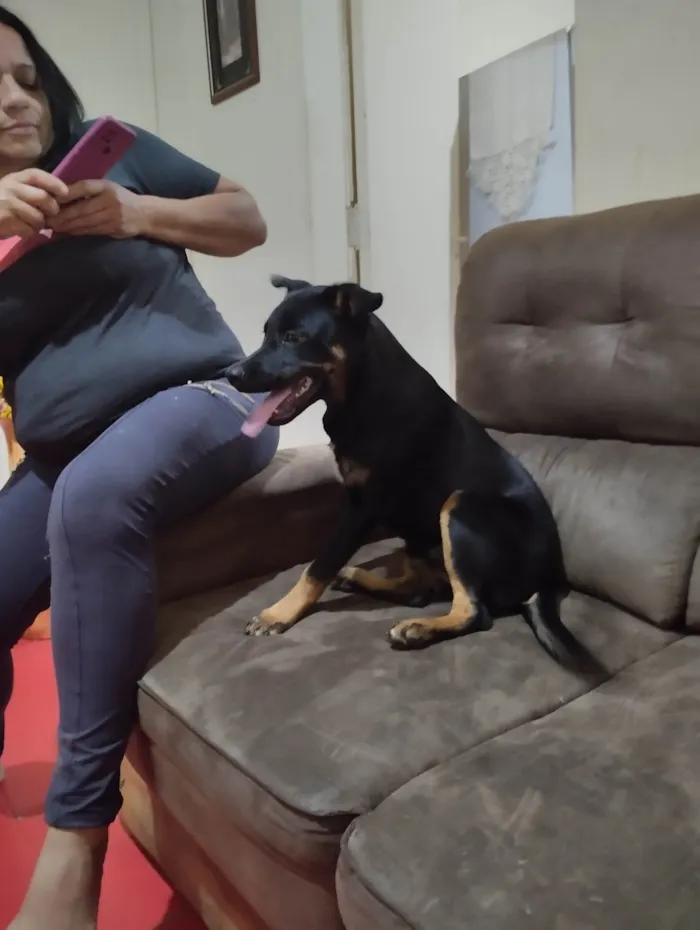 Cachorro ra a Vira lata  idade 2 a 6 meses nome Belinha 