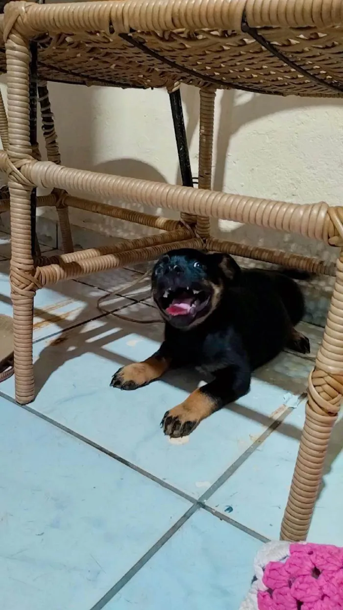 Cachorro ra a Vira lata  idade 2 a 6 meses nome Belinha 