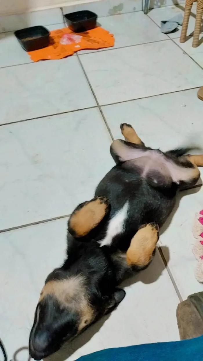 Cachorro ra a Vira lata  idade 2 a 6 meses nome Belinha 