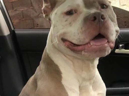 Cachorro raça Pit-Bull idade 4 anos nome Laurinha 