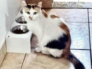 Gato raça Srd idade 3 anos nome Duda