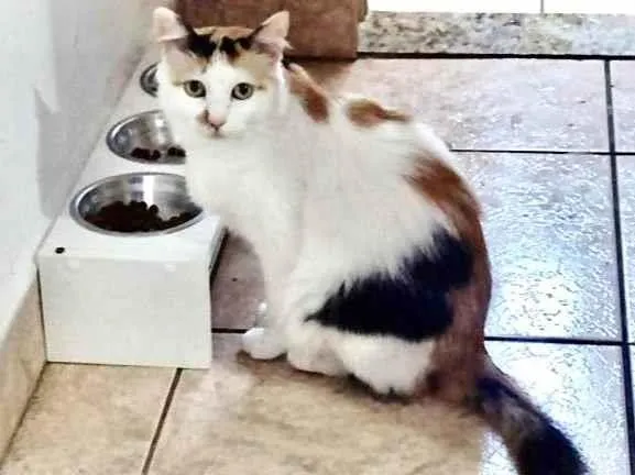 Gato raça Srd idade 3 anos nome Duda