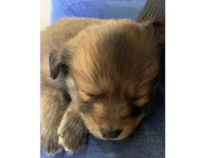 Cachorro raça SRD-ViraLata idade 2 a 6 meses nome Gucci