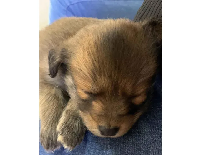 Cachorro raça SRD-ViraLata idade 2 a 6 meses nome Gucci