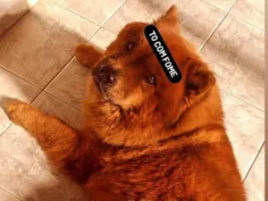 Cachorro raça Chow Chow idade 7 a 11 meses nome Luna