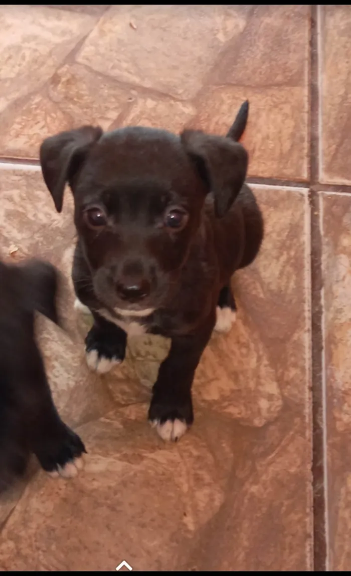 Cachorro ra a CARAMELO  idade Abaixo de 2 meses nome AINDA SEM NOME,