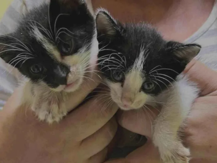 Gato ra a SRD-ViraLata idade Abaixo de 2 meses nome Não tem nome 