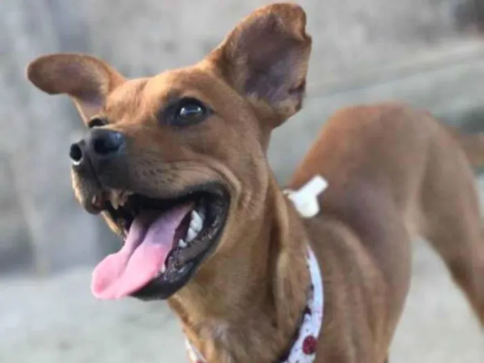 Cachorro ra a Sem raça definida  idade 2 anos nome Bela