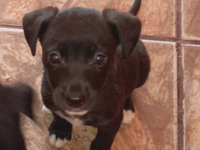 Cachorro ra a CARAMELO  idade Abaixo de 2 meses nome AINDA SEM NOME,