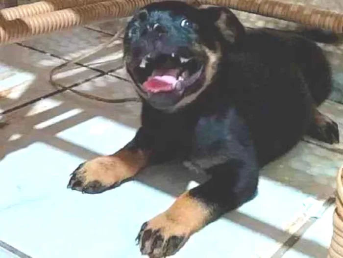 Cachorro ra a Vira lata  idade 2 a 6 meses nome Belinha 