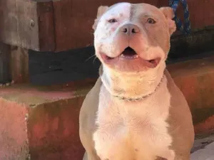 Cachorro raça Pit-Bull idade 4 anos nome Laurinha 