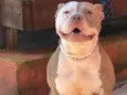 Cachorro raça Pit-Bull idade 4 anos nome Laurinha 