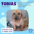 Tobias