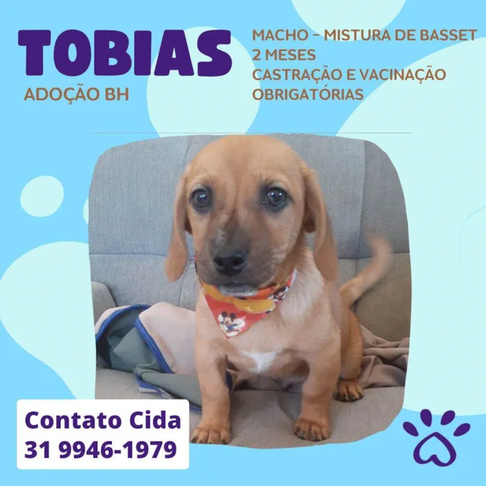 Cachorro raça Srd idade 2 a 6 meses nome Tobias