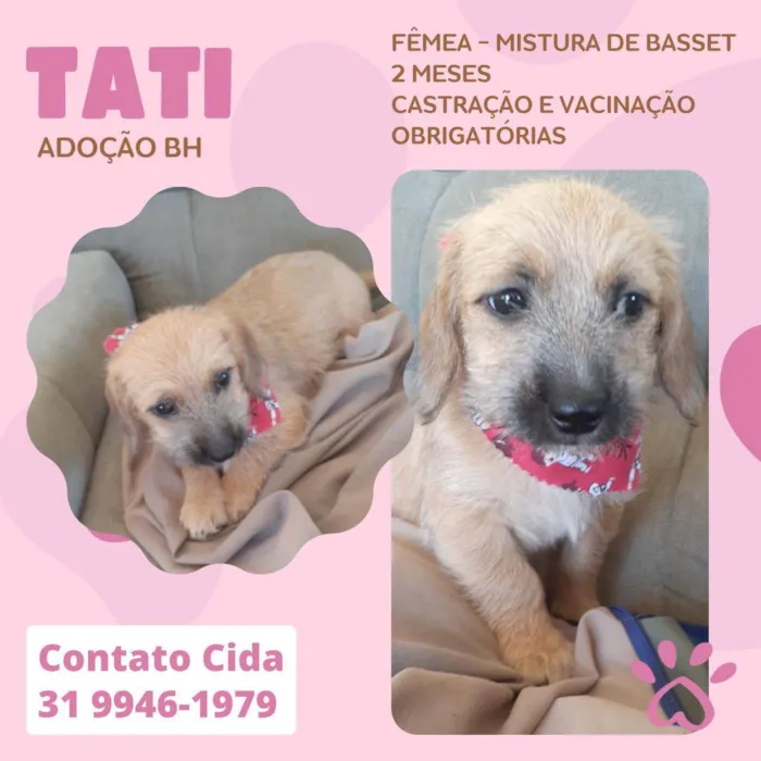 Cachorro raça Sr idade 2 a 6 meses nome Tati