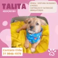 Talita