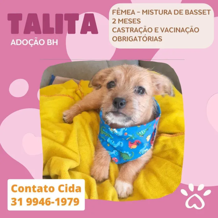 Cachorro raça Srd idade 2 a 6 meses nome Talita