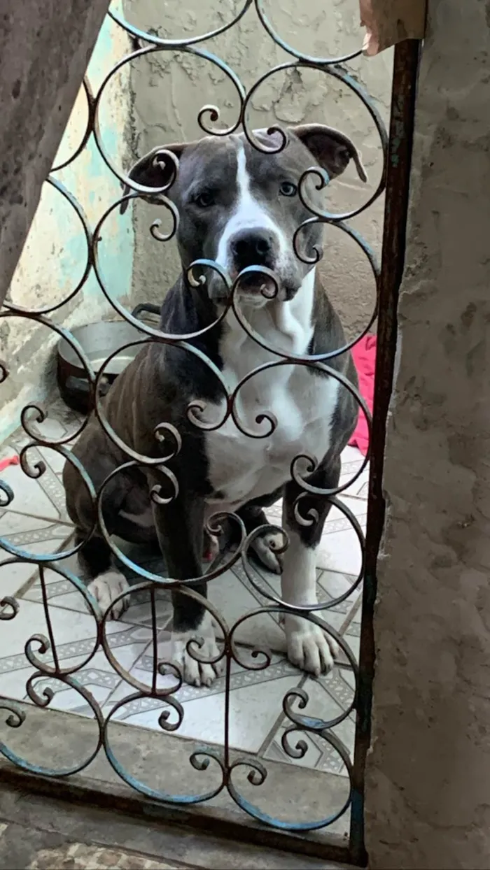 Cachorro ra a Putebol idade 7 a 11 meses nome Zeus