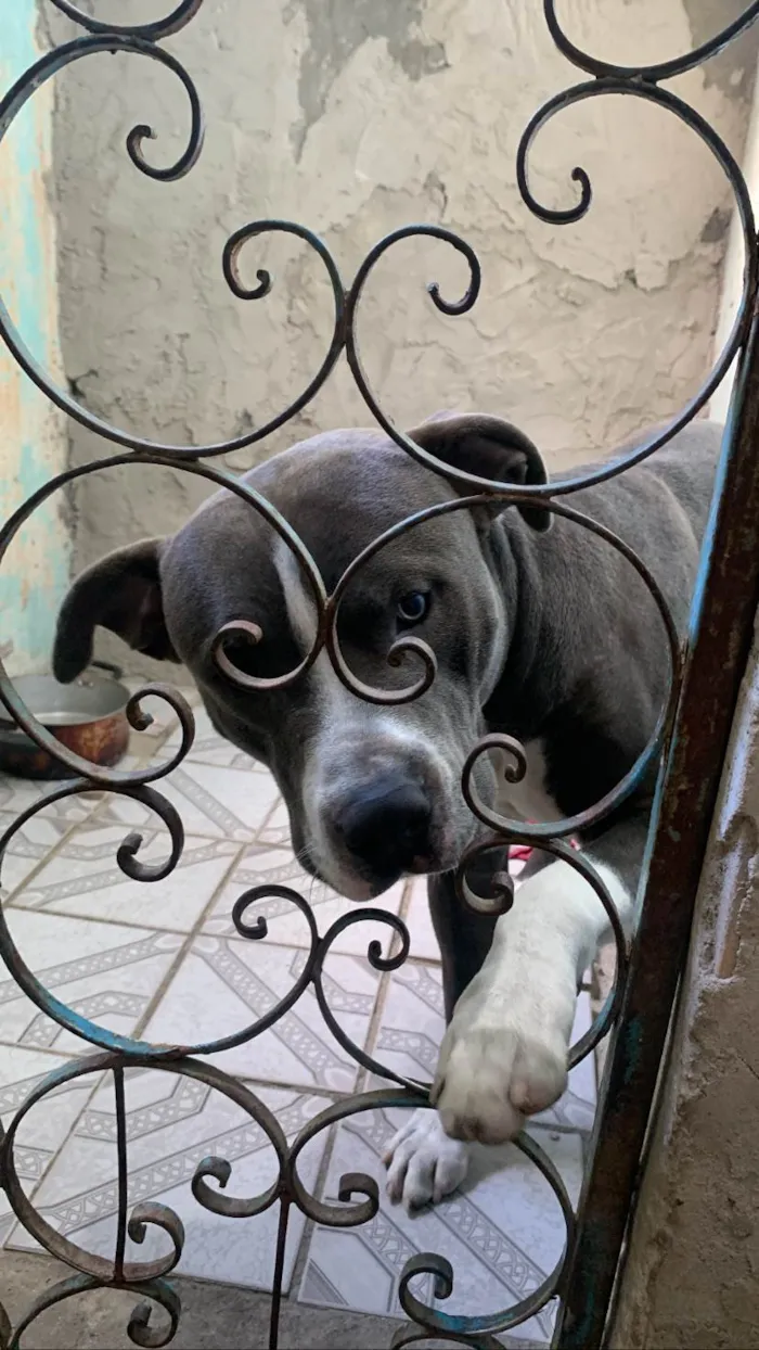 Cachorro ra a Putebol idade 7 a 11 meses nome Zeus