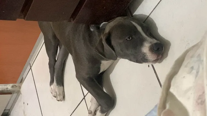 Cachorro ra a Putebol idade 7 a 11 meses nome Zeus