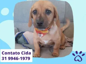 Cachorro raça Srd idade 2 a 6 meses nome Tobias