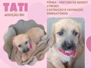 Cachorro raça Sr idade 2 a 6 meses nome Tati