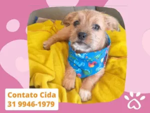 Cachorro raça Srd idade 2 a 6 meses nome Talita