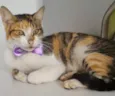 Gato raça SRD-ViraLata idade 1 ano nome TRICOLOR FÊMEA