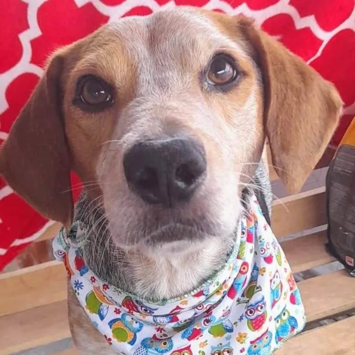 Cachorro ra a Beagle  idade 2 anos nome Bob