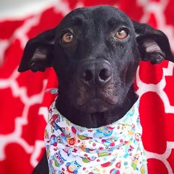 Cachorro ra a SRD-ViraLata idade 1 ano nome Donzela