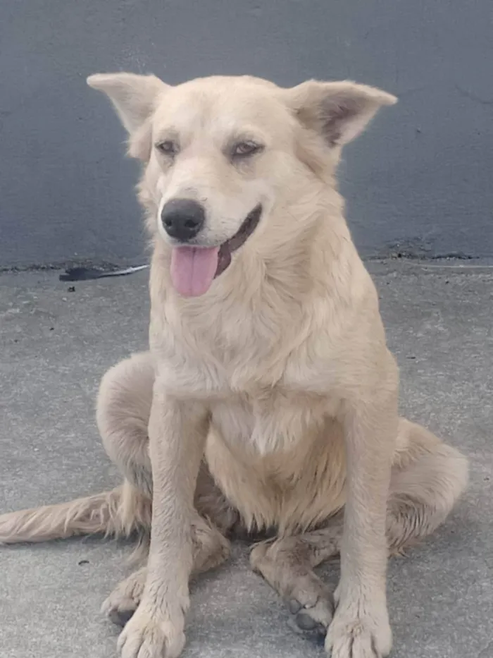 Cachorro ra a Srd idade 2 anos nome Lucy