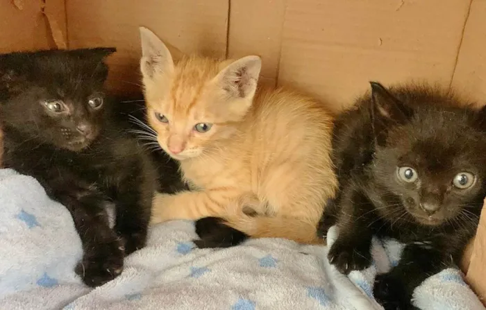 Gato raça SRD-ViraLata idade 2 a 6 meses nome FILHOTINHOS