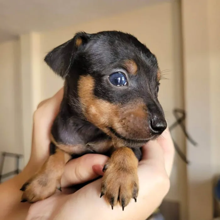 Cachorro ra a SRD-ViraLata idade 2 a 6 meses nome Chiquito 