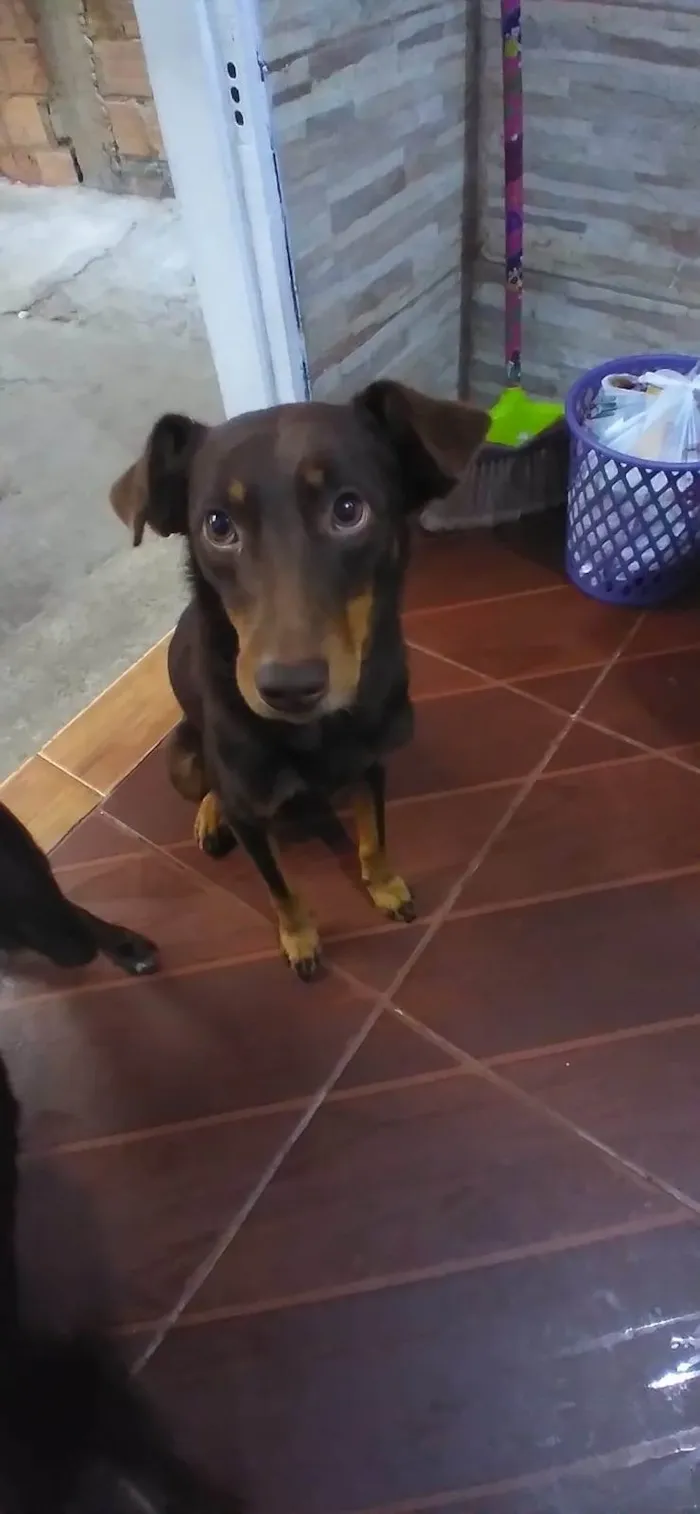 Cachorro ra a Viralata idade 1 ano nome Marley