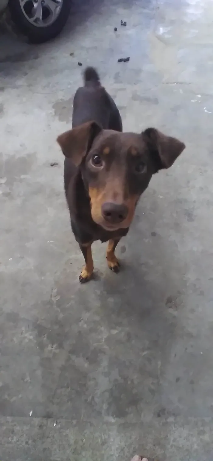 Cachorro ra a Viralata idade 1 ano nome Marley