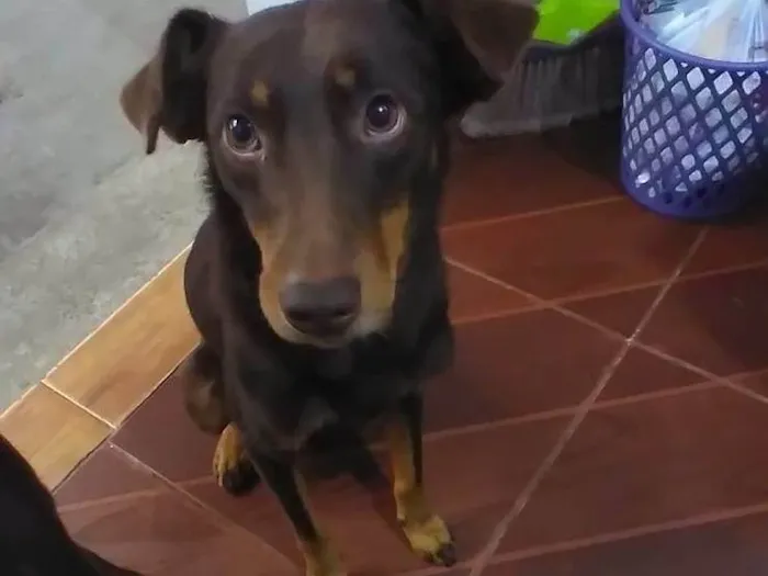 Cachorro ra a Viralata idade 1 ano nome Marley